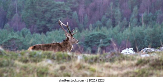 Large Stag In The Scottish Highlands