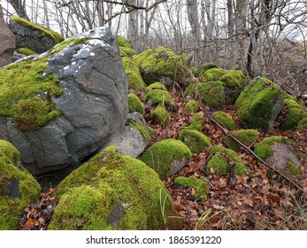 Moss On Boulder High Res Stock Images Shutterstock