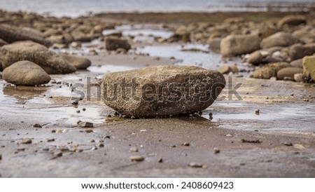 A large stone on the Public Slipway in the low tide on Parton Beach, Cumbria, England, UK