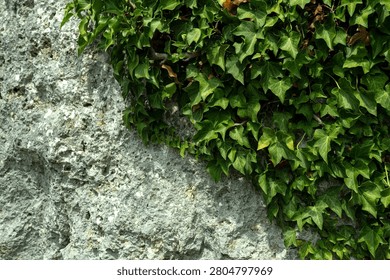 Large stone surface partially covered with green ivy vines, perfect for natural textures, eco design, or outdoor nature scenes