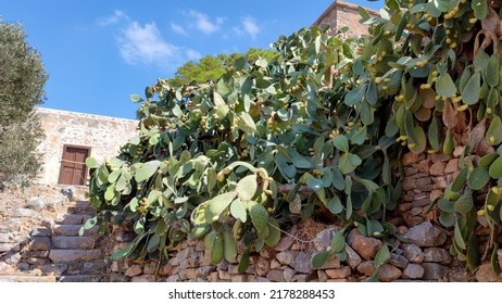 A Large Stone Wall With A Plant	