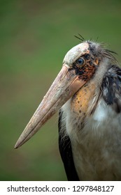 Stork-like Bird Images, Stock Photos & Vectors | Shutterstock