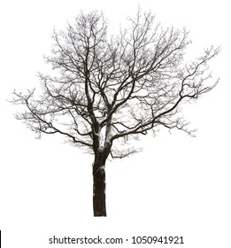 Large Straight Bare Oak Tree Isolated Stock Photo 1050941921 | Shutterstock