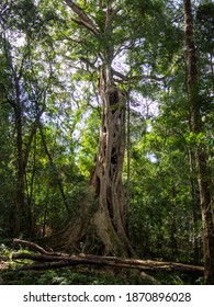 A Large Strangler Fig In Forest