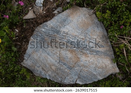Large stratified stone boulder showing geological formations amid green plants and purple mountain flowers, rock with natural layered striations