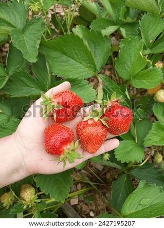 Large strawberries on your hands. Large berries of the Jolie variety. Berries in the north, its own garden. Freshly plucked from the bush.
