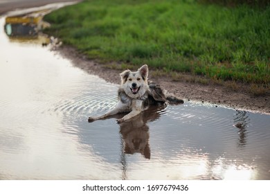 A Large Stray Spotted Dog Lies In A Muddy Puddle With Its Tongue Hanging Out On The Side Of The Road Against A Background Of Green Grass, The Puddle Reflects The Sky And A Passing Car