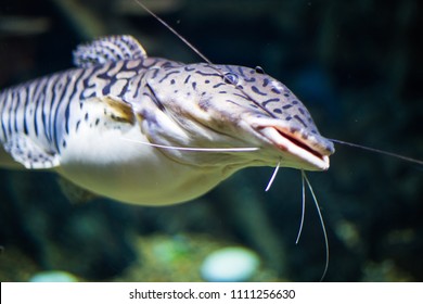 Large Striped Catfish Fish In The Aquarium