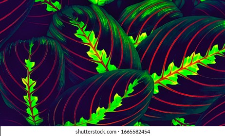 Large Striped Maranta Leaves With Glowing Pattern In Ultraviolet Green Light. UV, Fluorescent.