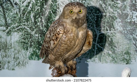 A Large Stuffed Owl. Brown Dummy Owl Home Decoration. The Study Of Bird Species. Birdwatching Concepts.