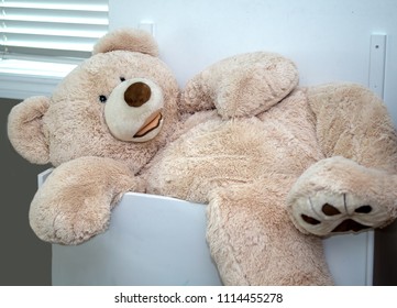 A Large Stuffed Teddy Bear Tries To Fit Into A Big Wood Ty Box, But Is Still Too Big