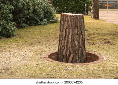 Large Stump Left Over From A Pine Tree Cut Down In The Yard.