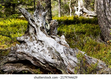 a large stump of tree in a forest