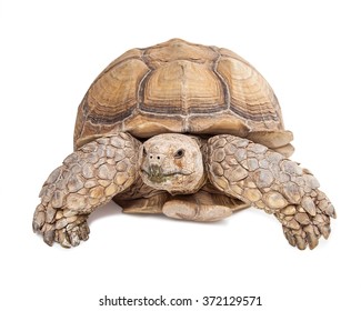 Large Sulcata tortoise crawling and looking forward on a white studio background