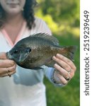 large sunfish bluegill being held 