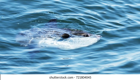 マンボウ の写真素材 画像 写真 Shutterstock