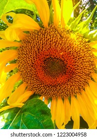 Large sunflower (close-up) in the summer sunny day. - Shutterstock ID 1223004958