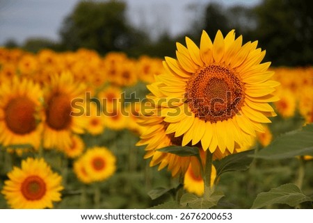 A large sunflower dominates the foreground, with rows of sunflowers fading softly into the distance beneath a thin horizon of trees and sky.