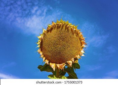 Photo-Etched Sun flower VS004 small