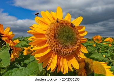 A Large Sunflower Head With Honey Bees Nectar Feeding With Blue Sky And Clouds In The Background, Wick, Near Pershore, Worcestershire, UK