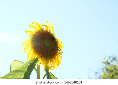 Large sunflower head in summer garden