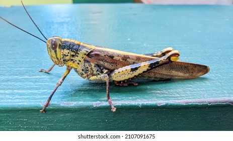 The large swamp grasshopper (Stetho Phim grossum), an endangered species of insect typical for wet meadows and medium marshes on green rock