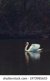 Large Swan In The Canal Waterways At Belle Isle Park Detroit Michigan