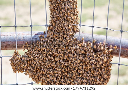 Large swarm of Africanized Bees on a Fence