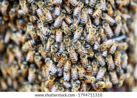 Large swarm of Africanized Bees on a Fence