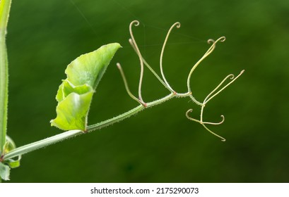 Large Sweet Pea Tendrils On A Plant