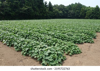 Large Sweet Potato Field And Sweet Potato Leaves