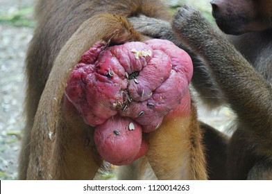 Large swollen red ass of baboon