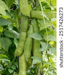 Large sword beans in the vegetable garden