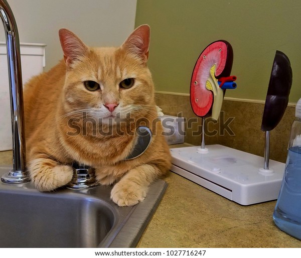 Large Tabby Cat Waiting for the Vet at the\
Doctor\'s Office; Cat is (miraculously) Chilling Out at the Sink and\
next to an Effective Kidney 3-D Diagram; Cats Are Funny; Pet Care\
and Animal Health