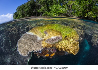 A Large Table Coral Is Dying, Possibly From Disease, Near A Remote Island In The Solomon Islands. Diseases Are Normal On Reefs Throughout The World But Can Be Exacerbated By Pollution.