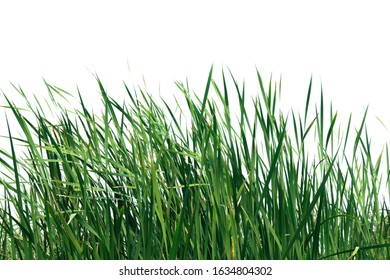 Large Tall Grass Isolated On A White Background 