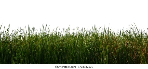Large tall grass Isolated on a white background