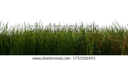 Large tall grass Isolated on a white background