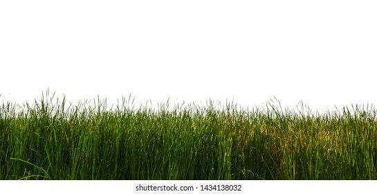 Large Tall Grass On A White Background