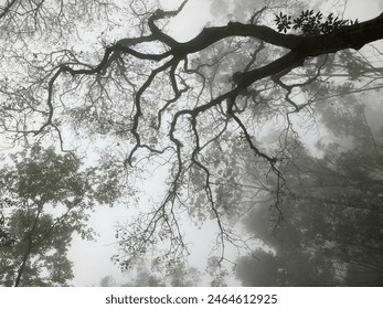 large tall tree with branches spreading out beautifully under a thick mist fog one winter morning - Powered by Shutterstock