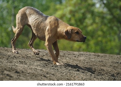 Large Tan Crossbreed Dog Stalking 