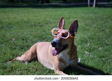 Large Tan Mongrel Dog With White Chest, Wearing Pumpkin Glasses For Halloween, Lying On The Lawn. Concept Pets, Animals, Dogs In Disguise.