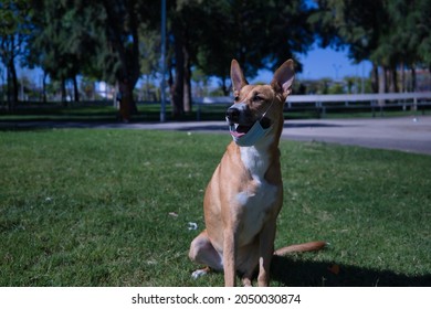 Large Tan Mongrel Dog With White Chest Color, Wearing A Covid Mask, Sitting On The Grass. Concept Pets, Pandemic, Animal Diseases.