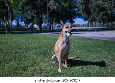 Large Tan Mongrel Dog With White Chest Color, Wearing A Covid Mask, Sitting On The Grass. Concept Pets, Pandemic, Animal Diseases.