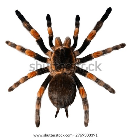 A large tarantula is in focus, displaying bright colors and unique patterns on its legs. This scene highlights the spider's body structure and details without any background distractions.