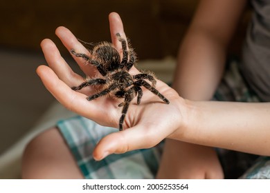 large tarantula on child's arm. scary spider crawls over a boy. . Soft focus - Powered by Shutterstock