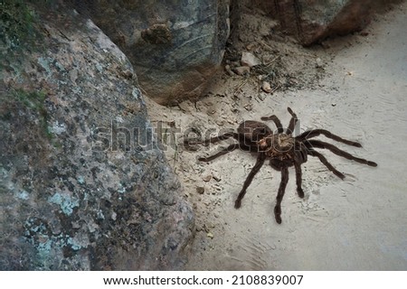 Large tarantula spider walking across a pathway in Zion National Park.