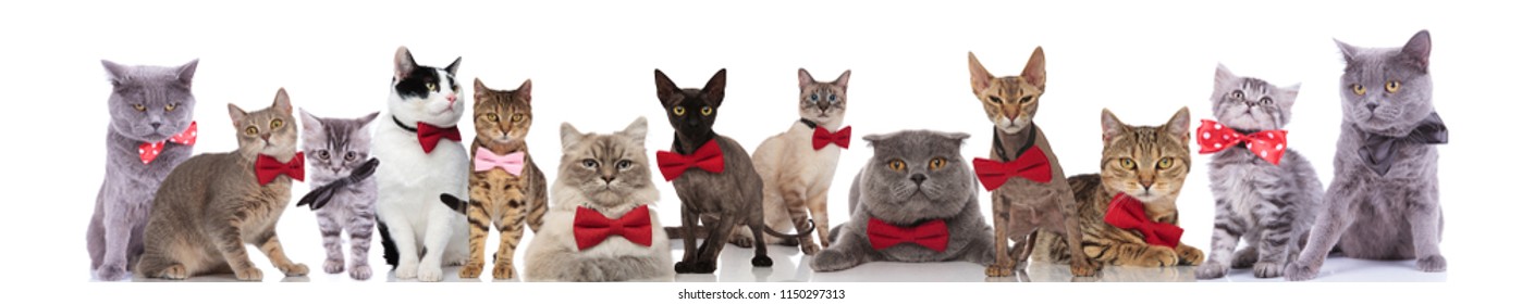Large Team Of Elegant Cats Different Breeds Wearing Bowties While Standing Sitting And Lying