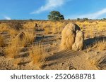 A large termite mound in an arid Kalahari desert landscape, South Africa
