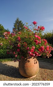 Large Terra Cotta Flower Pot With Red Roses
